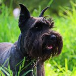Schnauzer Pitic