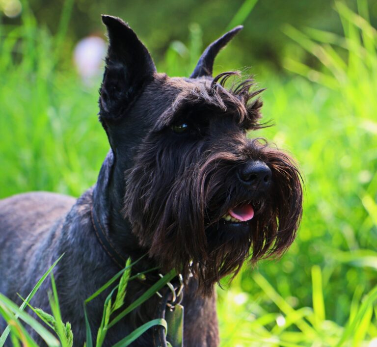 Schnauzer Pitic