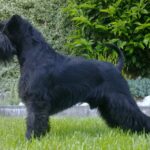 Schnauzer Pitic