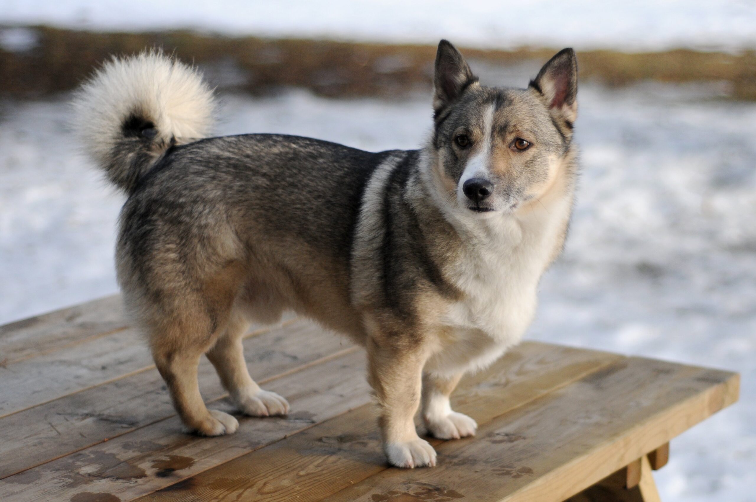 Szwedzki vallhund (szpic gocki)