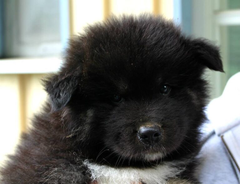 Lapphund Finlandez