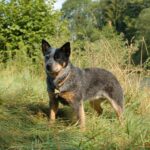 Australian Heeler