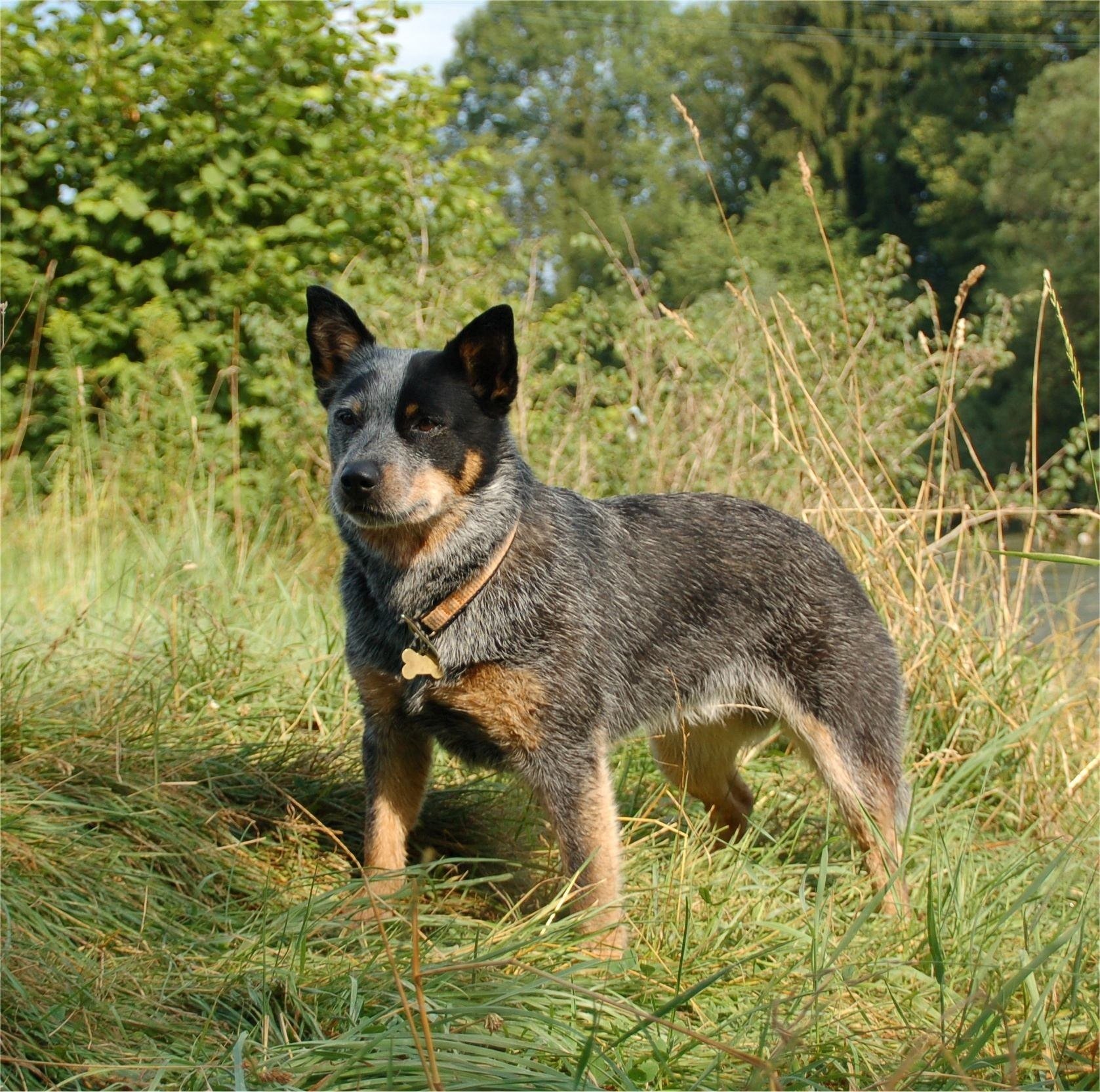 Blue Heeler FAQ