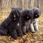 Bouvier des Flandres