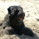 Bouvier des Flandres