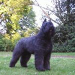 Bouvier des Flandres