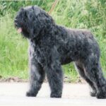 Bouvier des Flandres