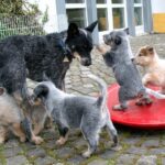 Australian Heeler