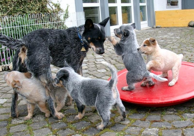 Healthy Cattle Dog