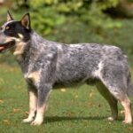Australian Heeler