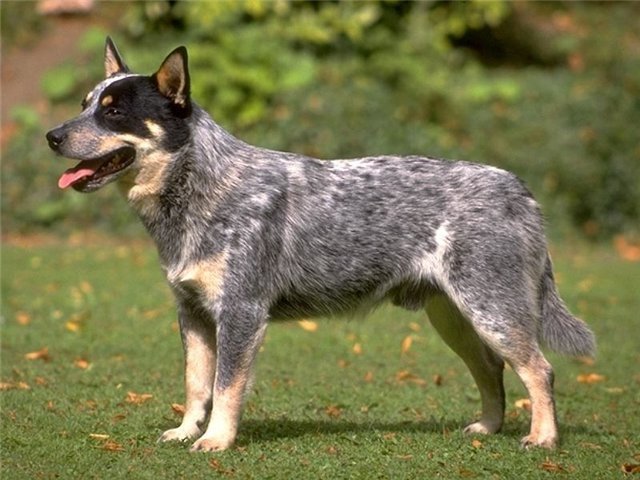 Australian Cattle Dog appearance