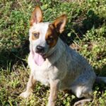 Australian Heeler