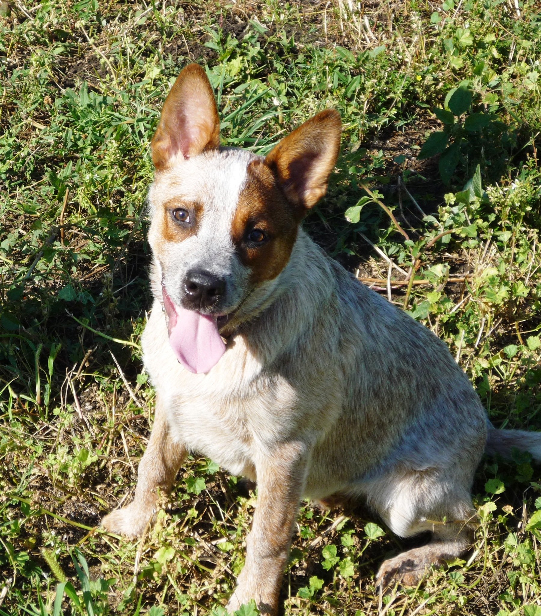 Heeler smiling