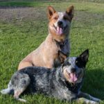 Australian Heeler