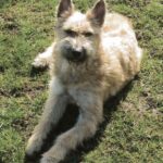 Bouvier des Ardennes
