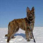 Bouvier des Ardennes