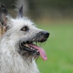 Bouvier des Ardennes