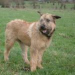 Bouvier des Ardennes