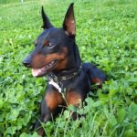 Pinscher Nain