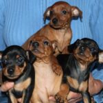 Pinscher Nain