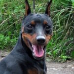 Pinscher Nain
