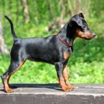 Pinscher Nain