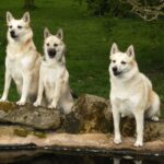 Norwegian Buhund