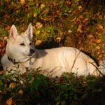 Norwegian Buhund