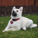 Norwegian Buhund