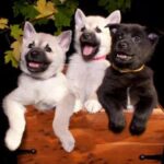 Norwegian Buhund