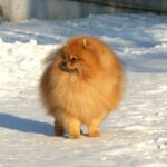 Kleinspitz