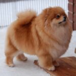 Kleinspitz