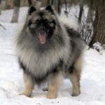 Wolfspitz (Keeshond)