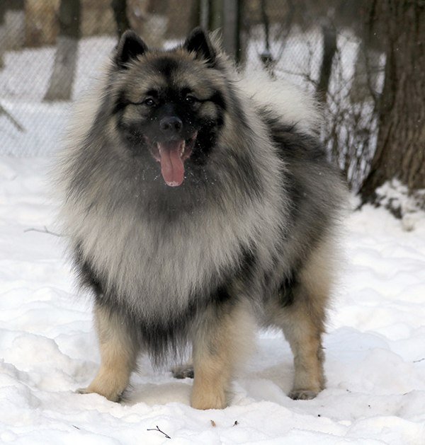 Wolfspitz (Keeshond) — foto 7