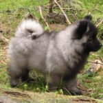 Wolfspitz (Keeshond)