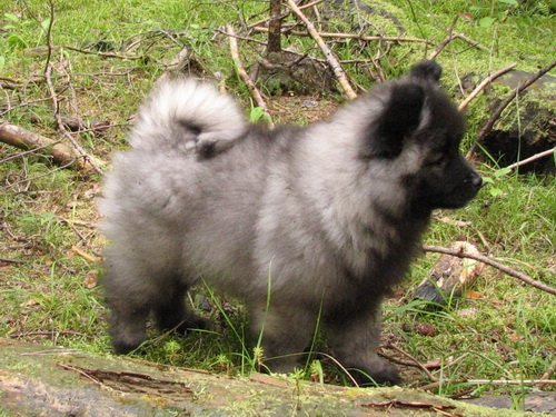Wolfspitz (Keeshond) — foto 5