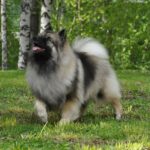 Wolfspitz (Keeshond)