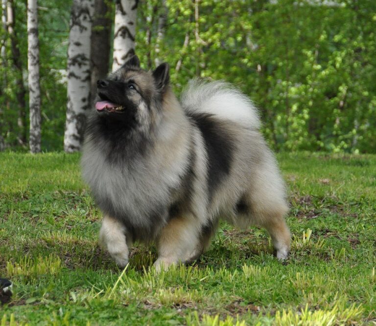 Szpic wilczy (Keeshond)