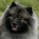 Wolfspitz (Keeshond)