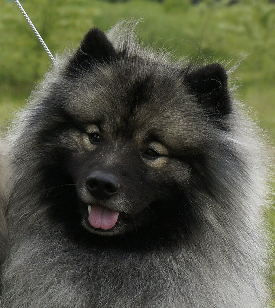 Wolfspitz (Keeshond) — foto 9