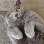 Британський короткошерстий кіт