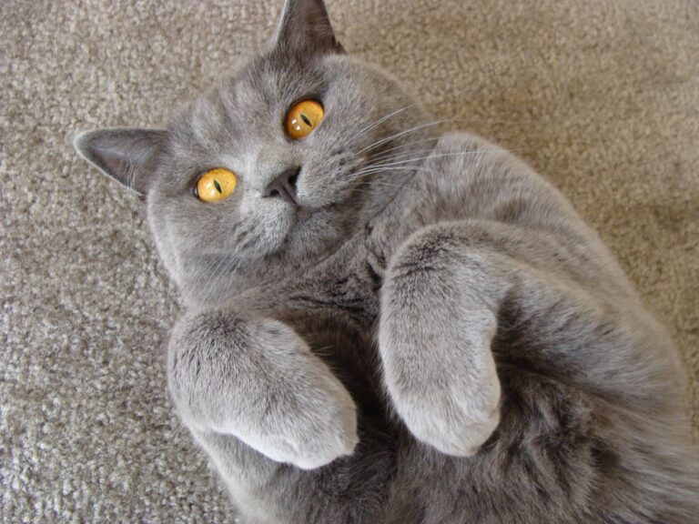 Pisica British Shorthair