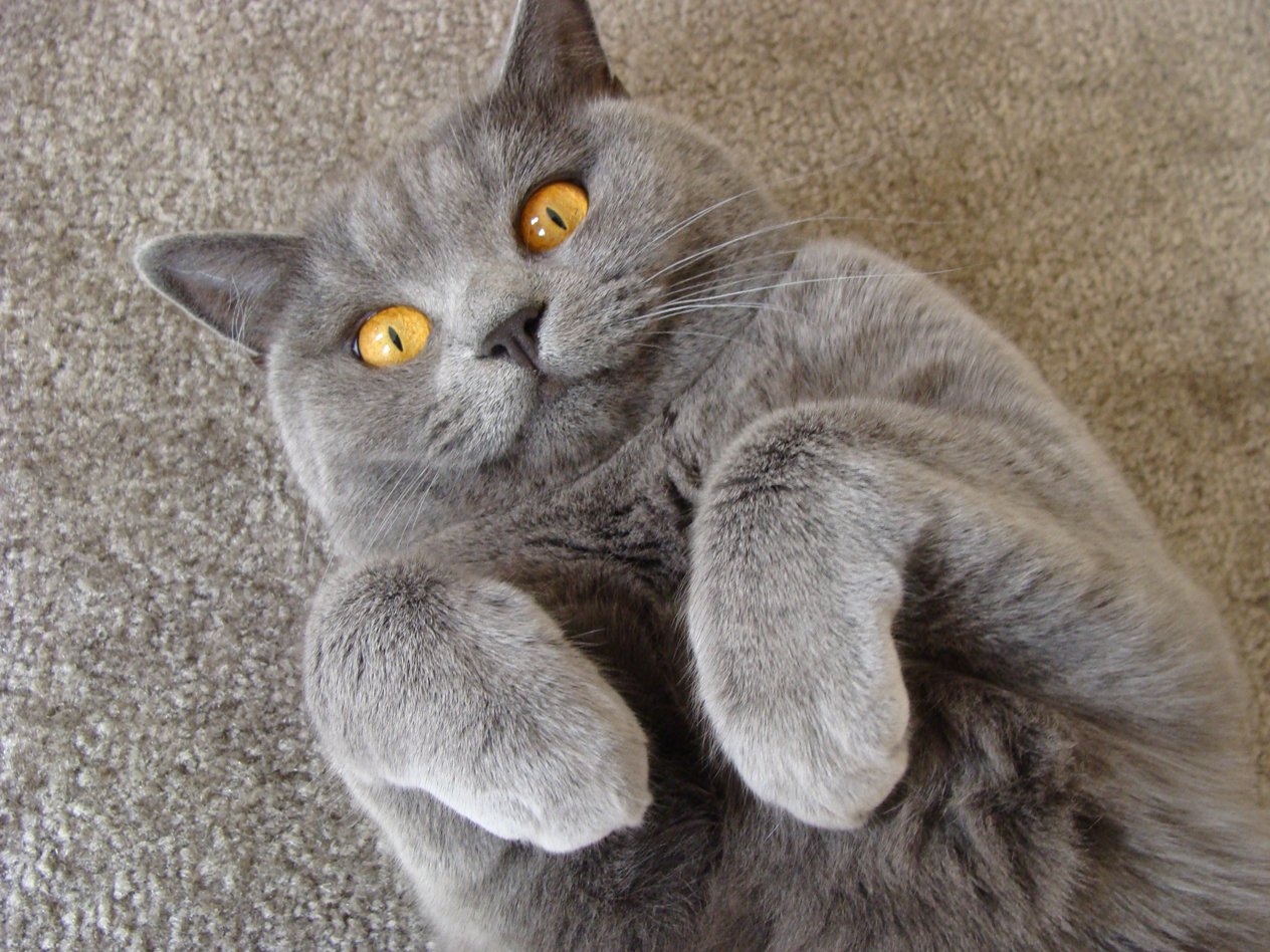 Logo British Shorthair