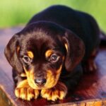 Coonhound noir et feu