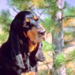 Coonhound noir et feu