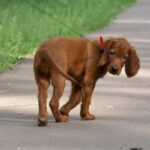 Ірландський червоний сетер