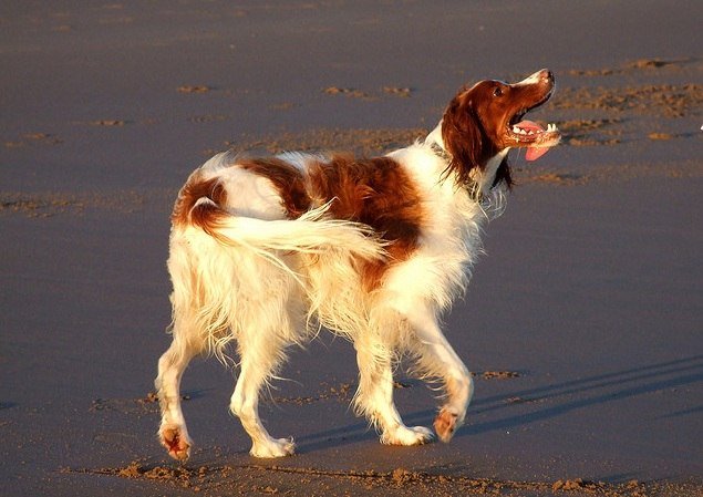 Setter correndo no campo