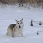 Ханаанський собака