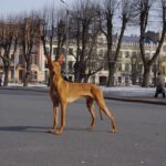 Фараоновий собака