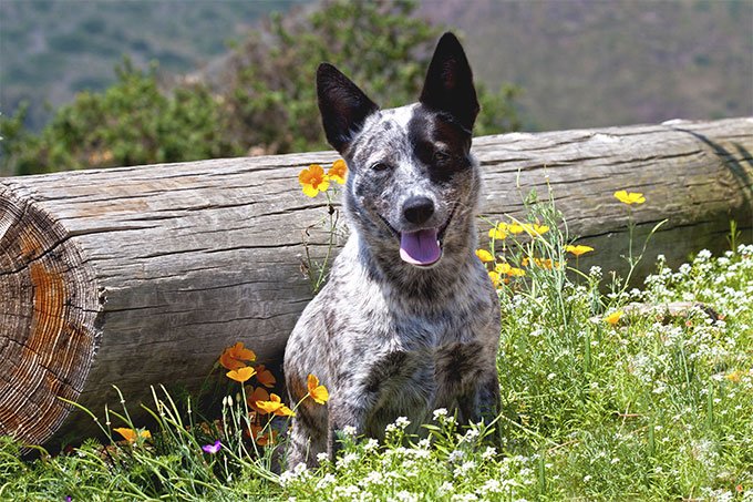Australian Cattle Dog history